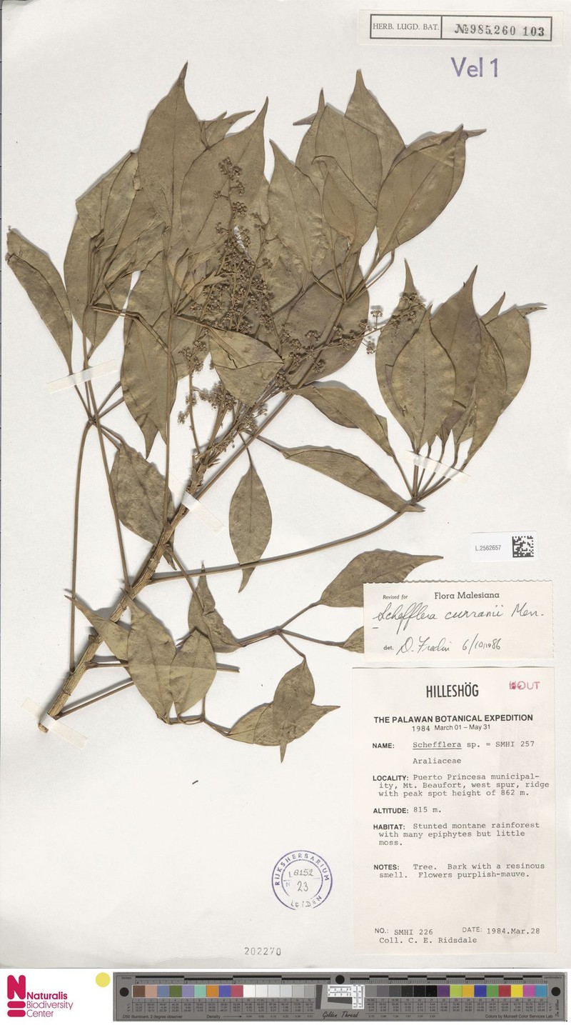 Heptapleurum curranii photo 3
