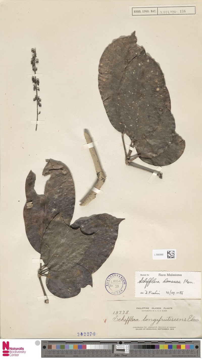 Heptapleurum demesae