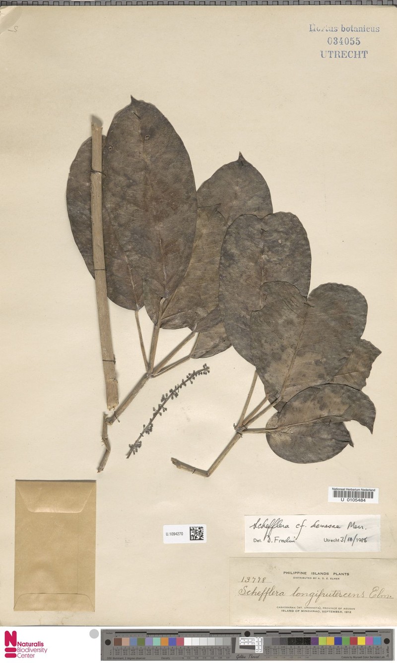 Heptapleurum demesae photo 2