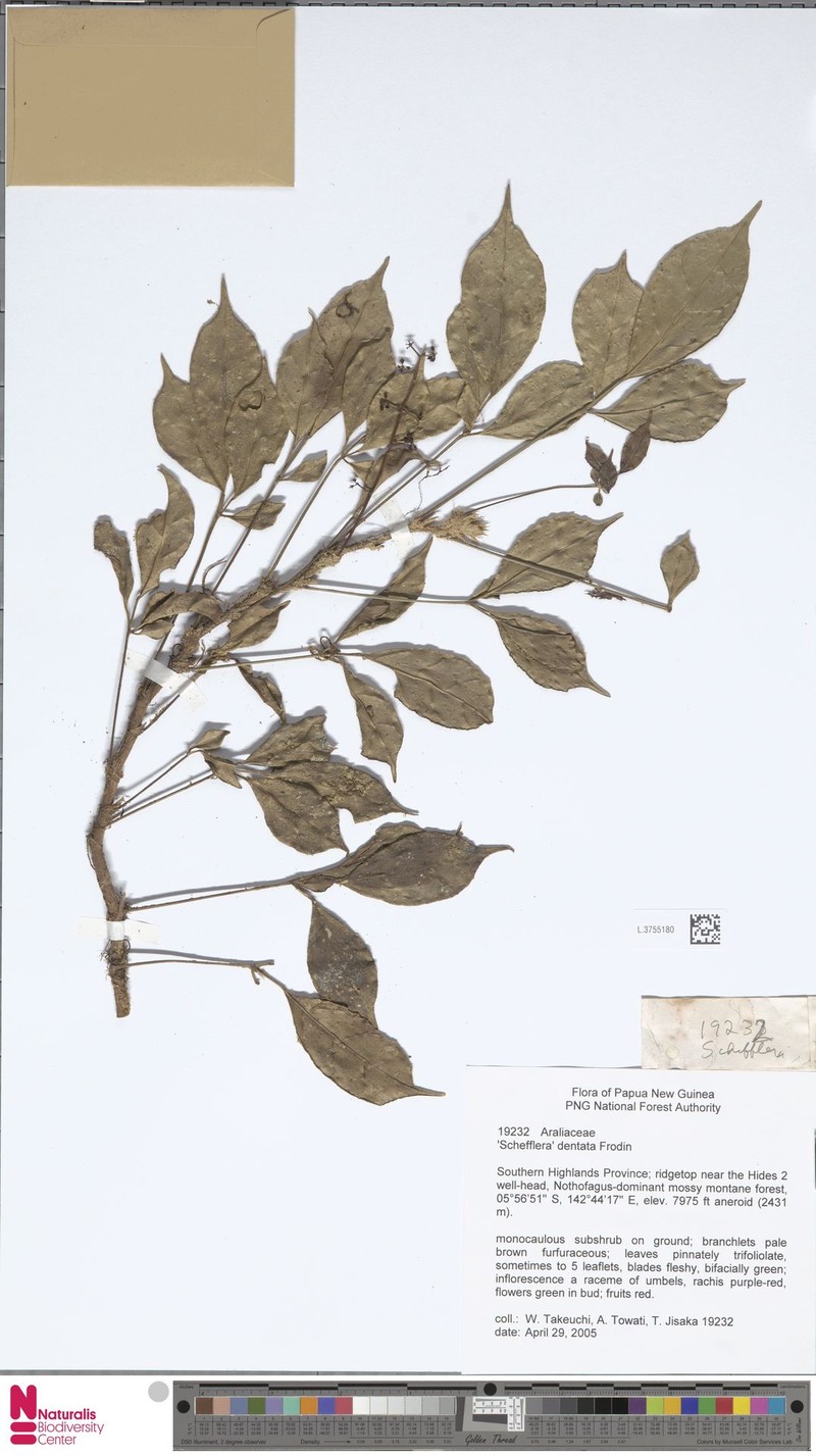 Heptapleurum dentatum