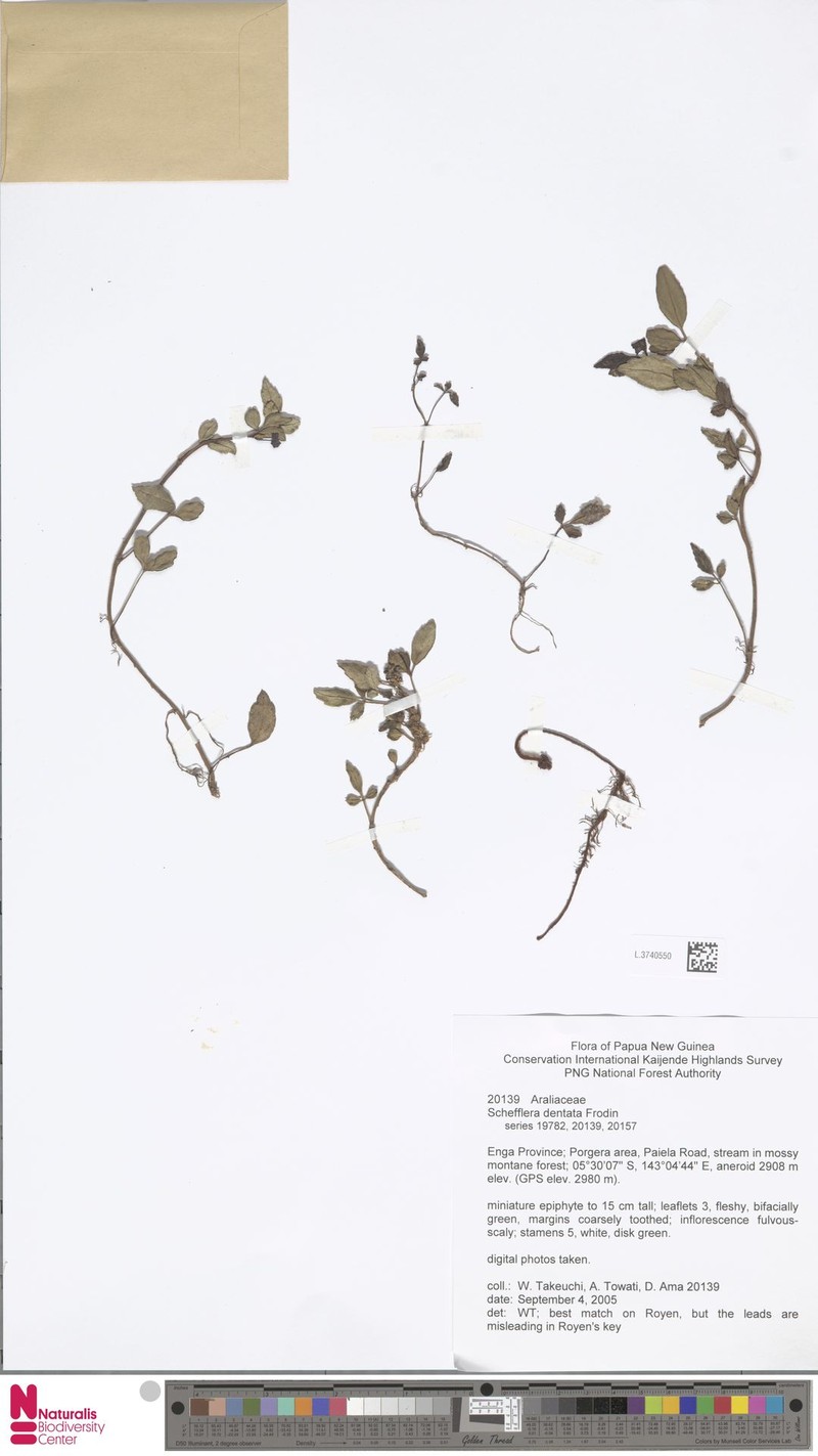 Heptapleurum dentatum photo 2