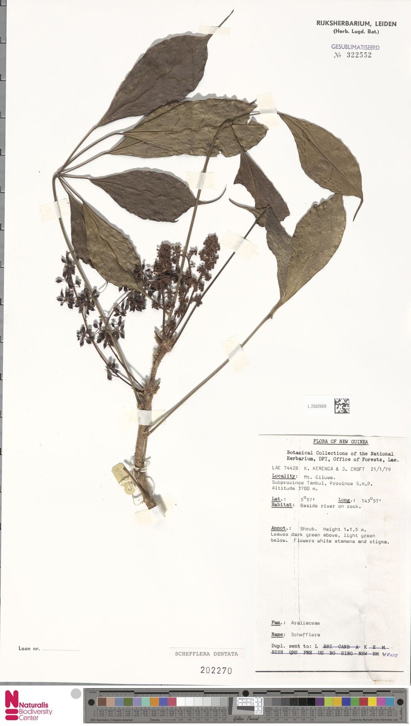 Heptapleurum dentatum photo 4