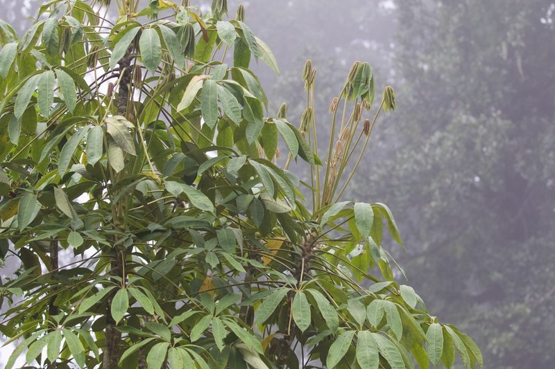 Heptapleurum digitatum