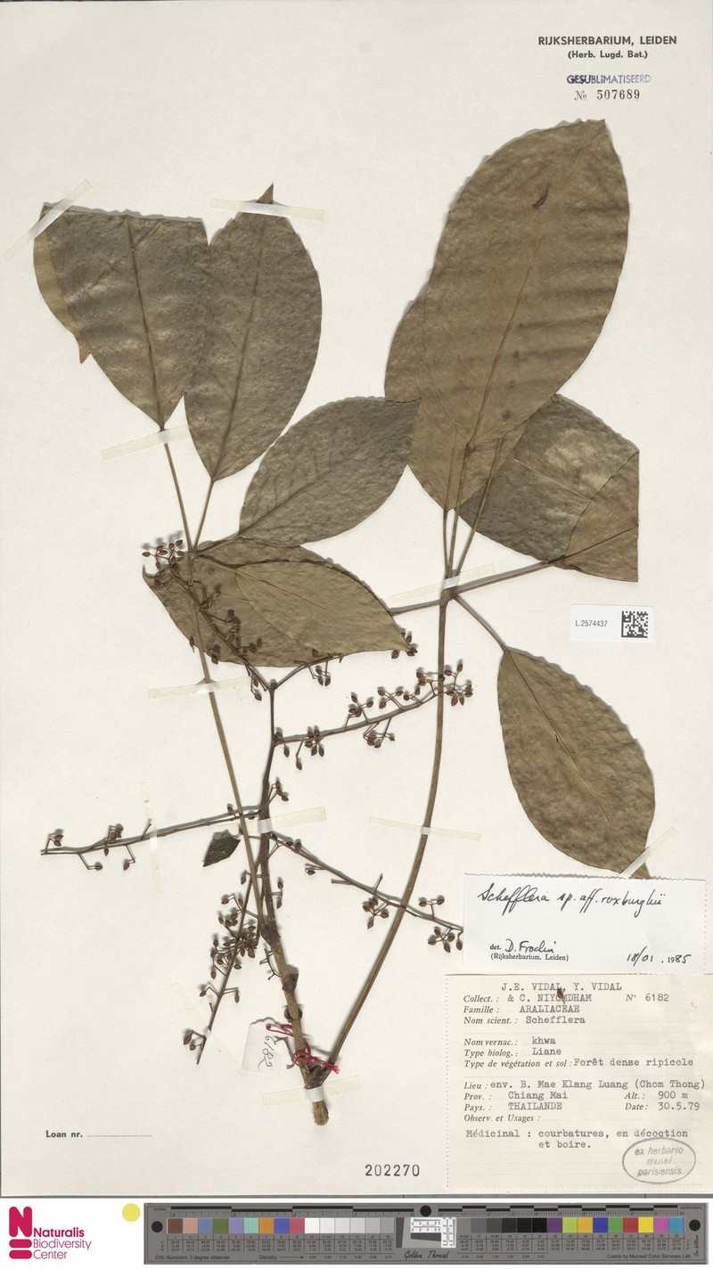 Heptapleurum digitatum photo 2