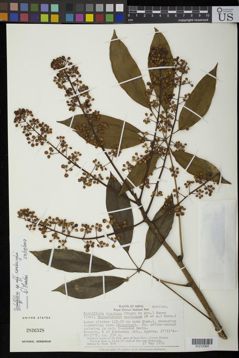 Heptapleurum digitatum photo 3