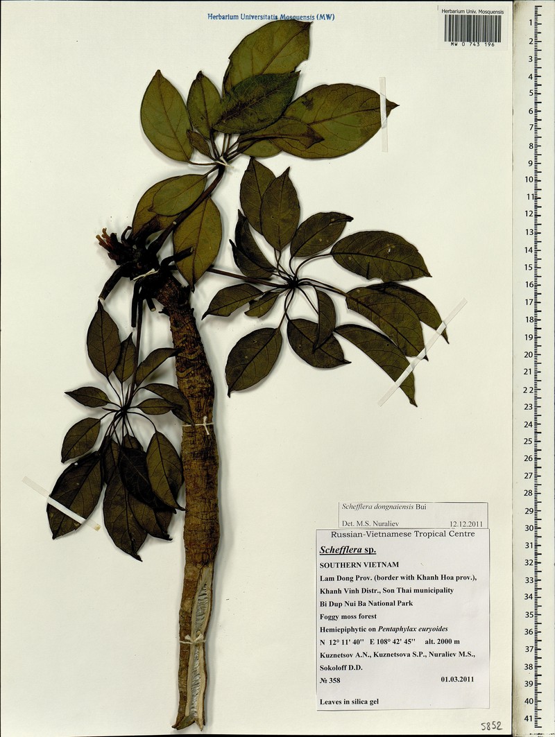 Heptapleurum dongnaiense