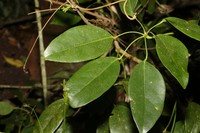 Bungaruau