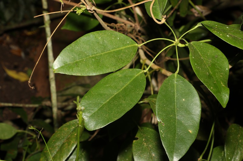 Bungaruau