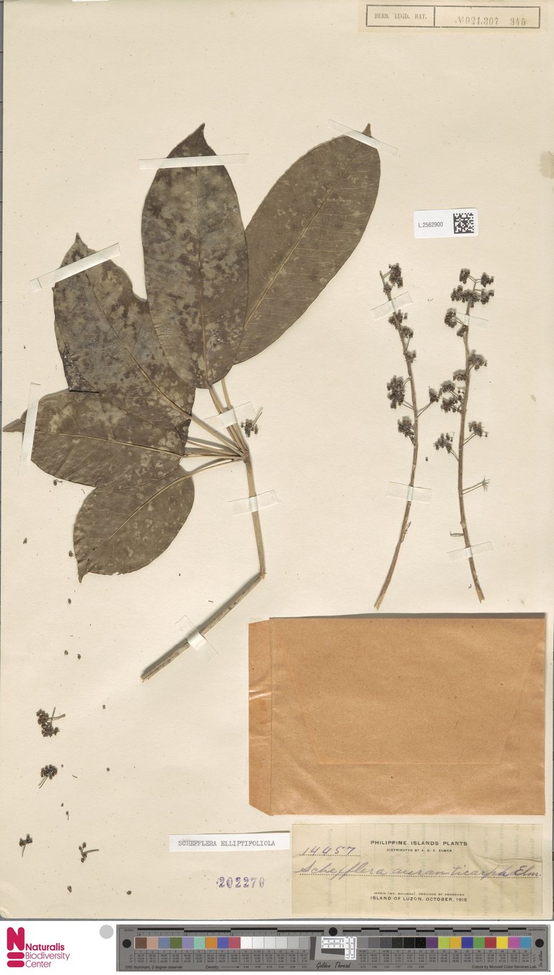 Heptapleurum elliptifoliolum