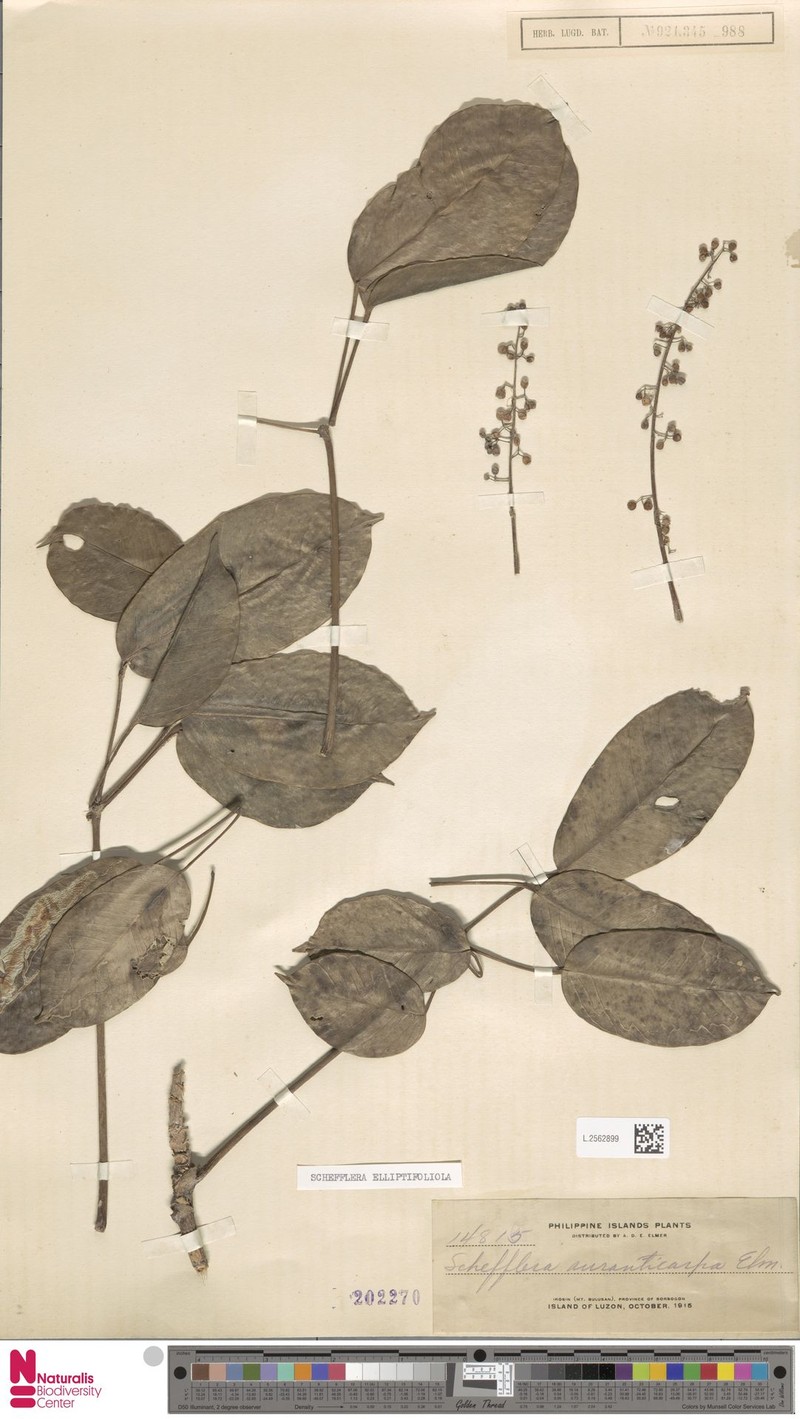 Heptapleurum elliptifoliolum photo 2