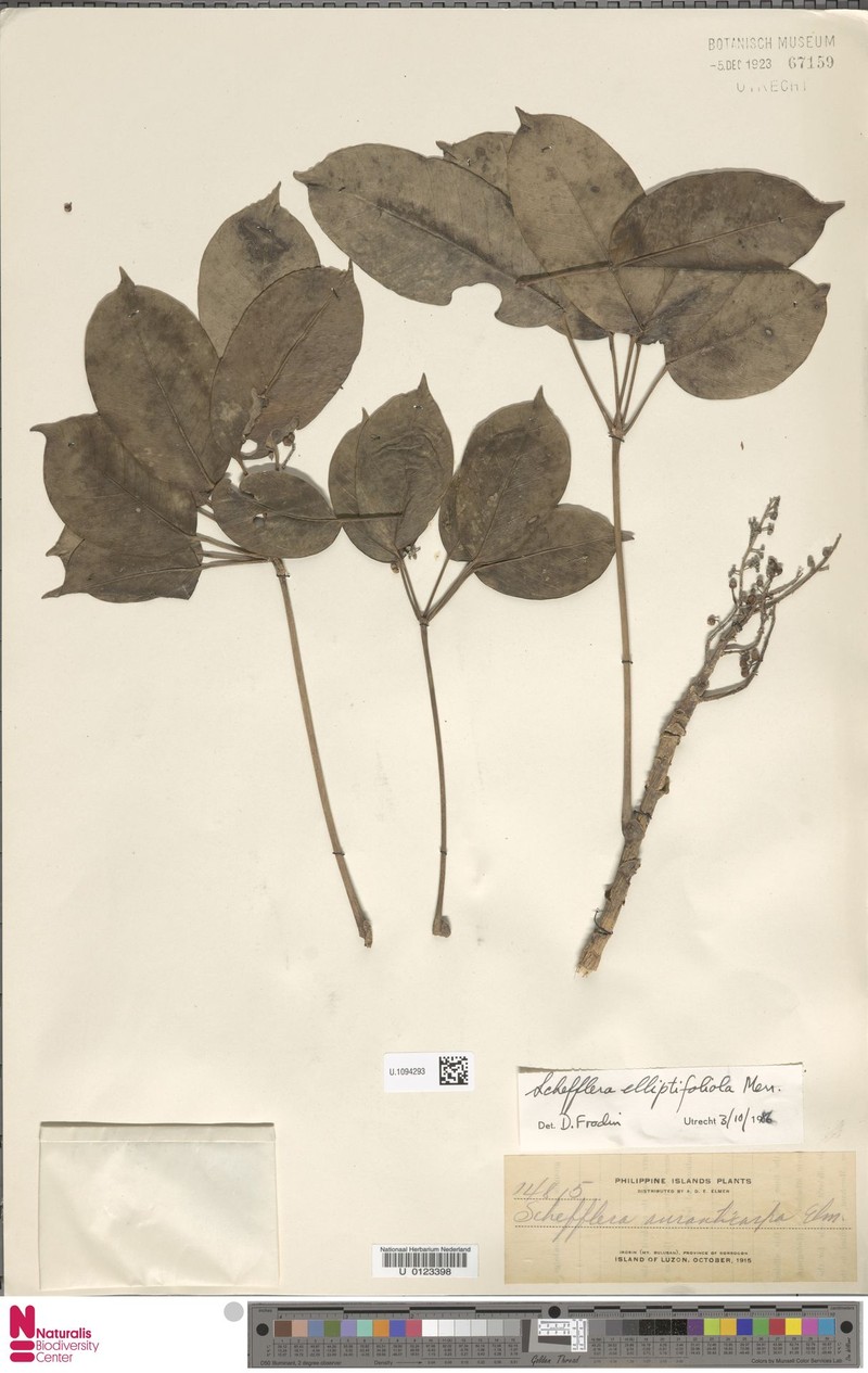 Heptapleurum elliptifoliolum photo 3