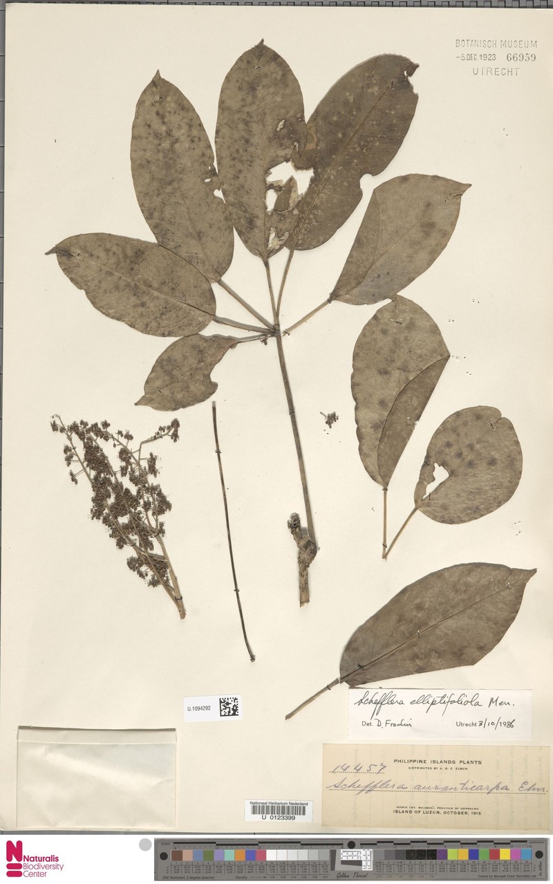 Heptapleurum elliptifoliolum photo 4