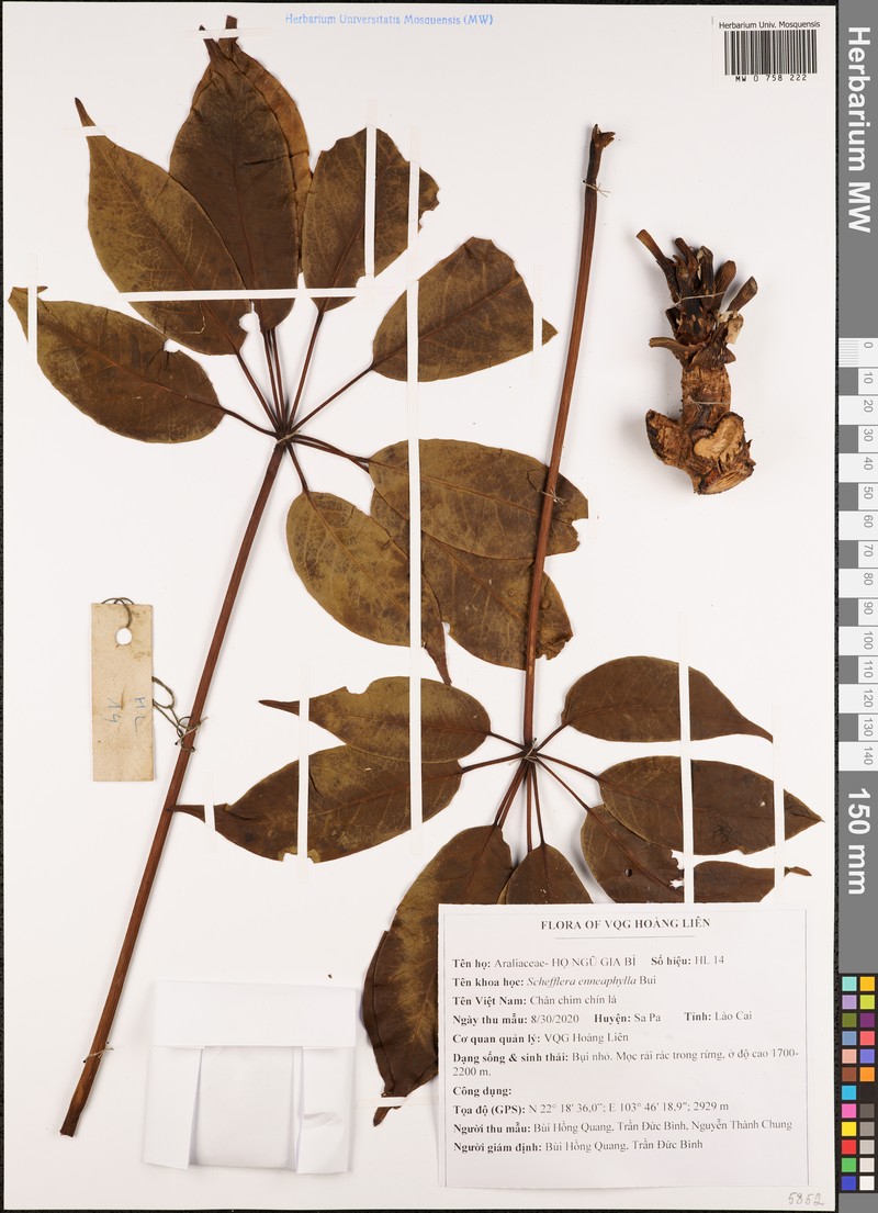 Heptapleurum enneaphyllum