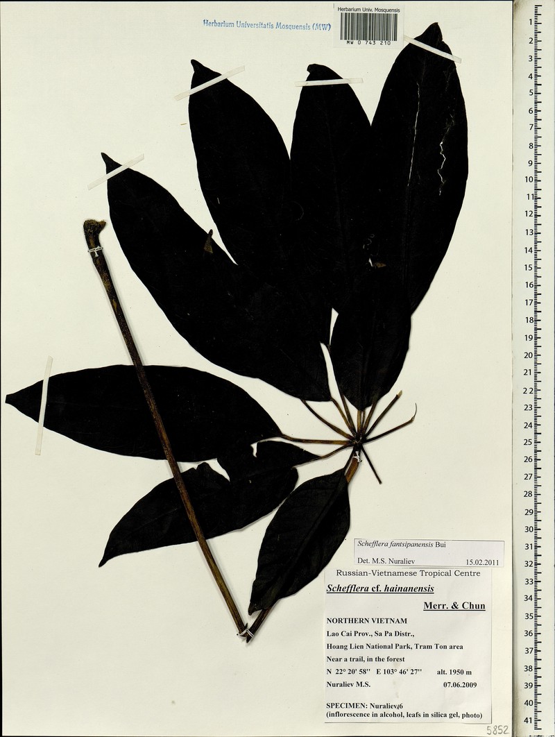 Heptapleurum fantsipanense