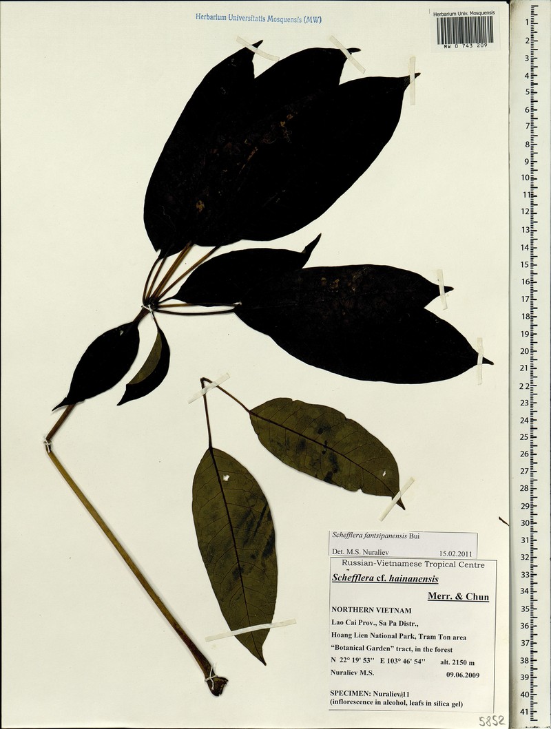 Heptapleurum fantsipanense photo 2