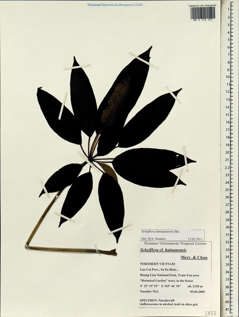 Heptapleurum fantsipanense photo 3