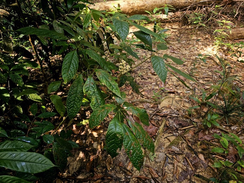Heptapleurum farinosum photo 4