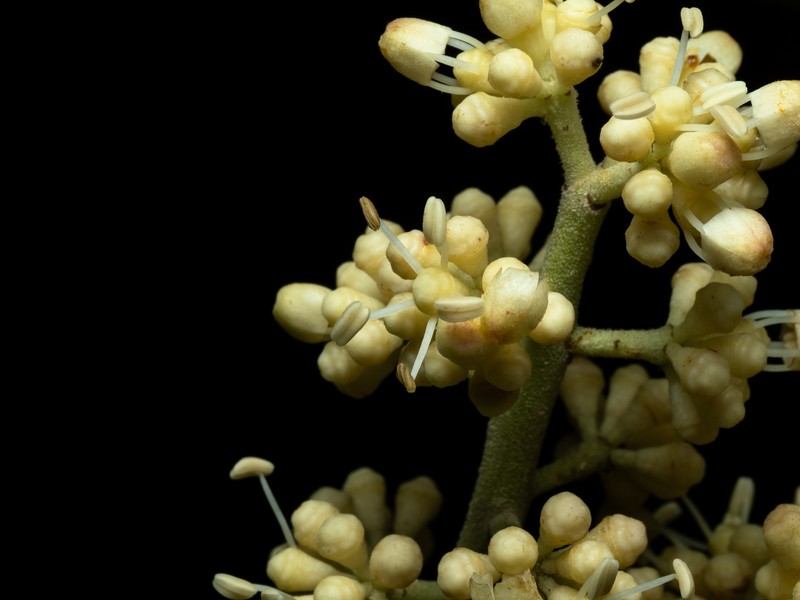 Heptapleurum farinosum photo 5