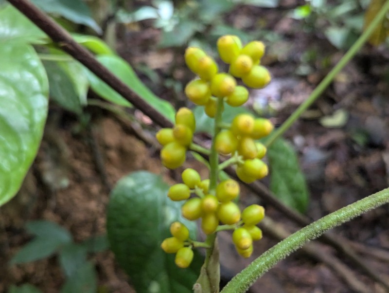Heptapleurum farinosum photo 6