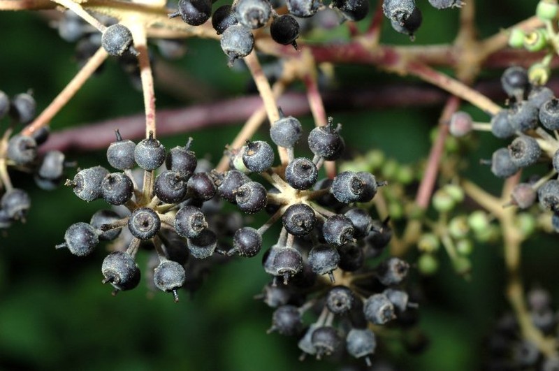 Heptapleurum fengii