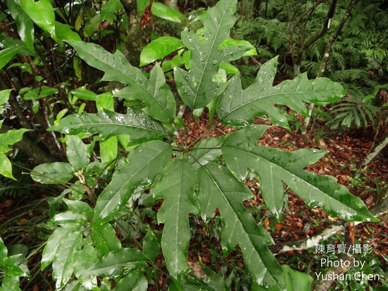 Heptapleurum heptaphyllum
