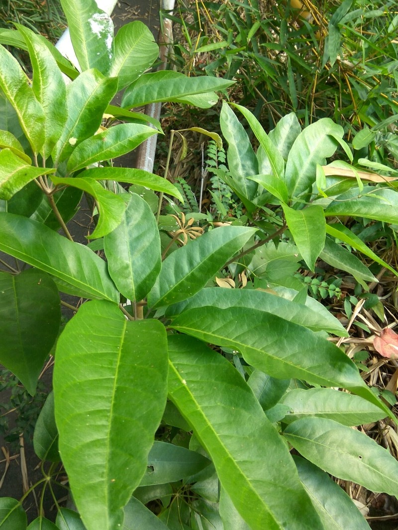 Heptapleurum heptaphyllum photo 3