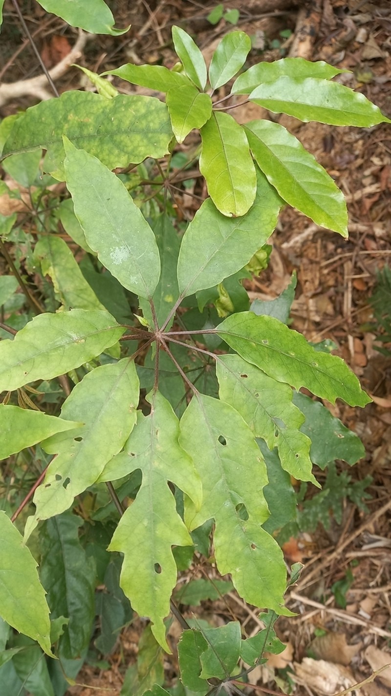 Heptapleurum heptaphyllum photo 4