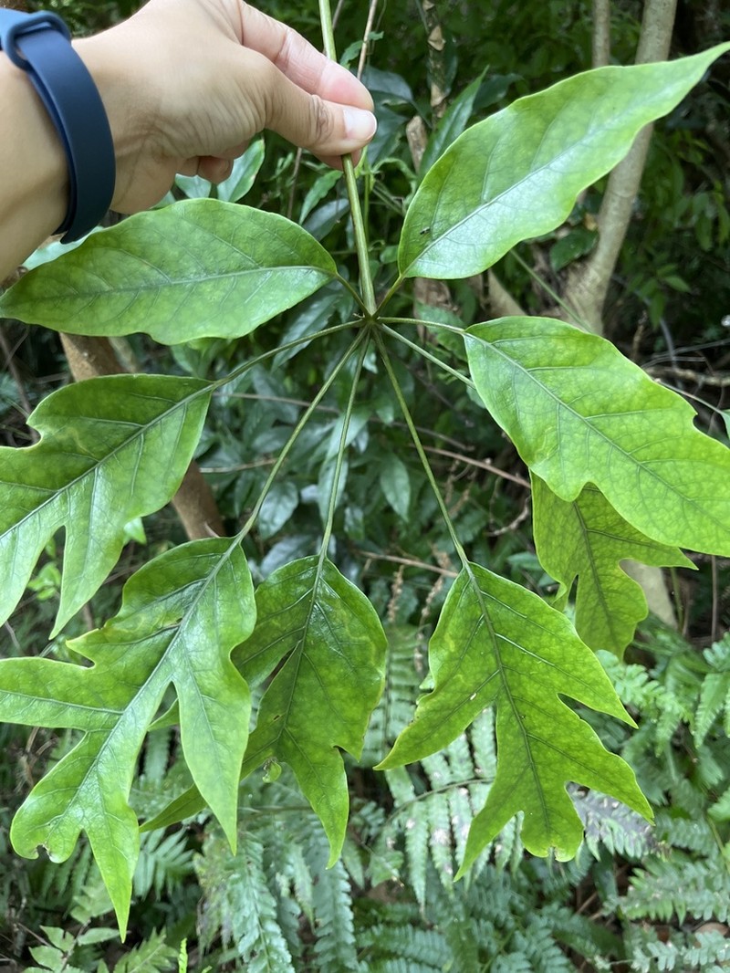 Heptapleurum heptaphyllum photo 5