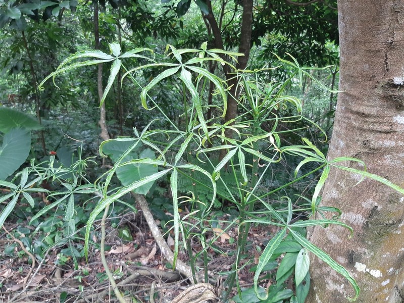 Heptapleurum heptaphyllum photo 6