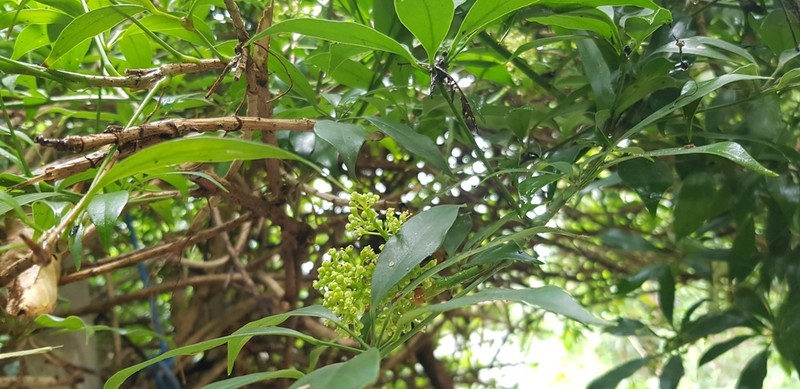 Heptapleurum leucanthum photo 4