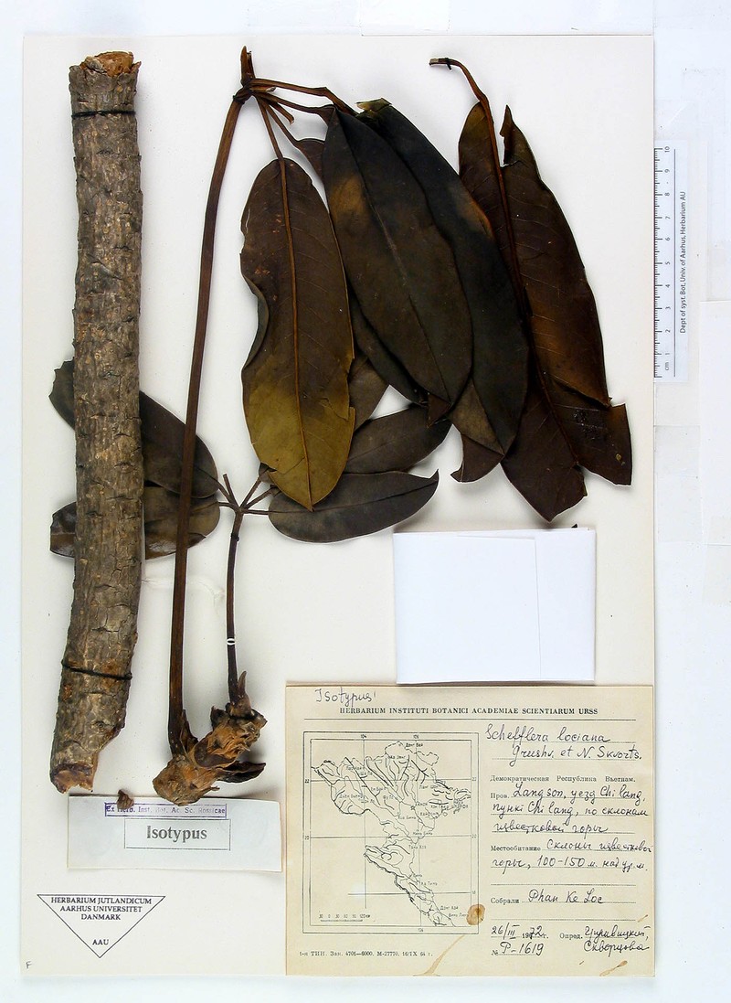 Heptapleurum locianum