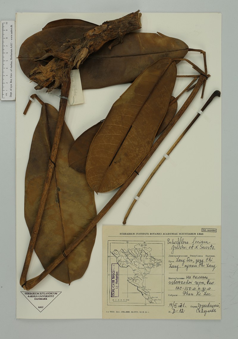 Heptapleurum locianum photo 2