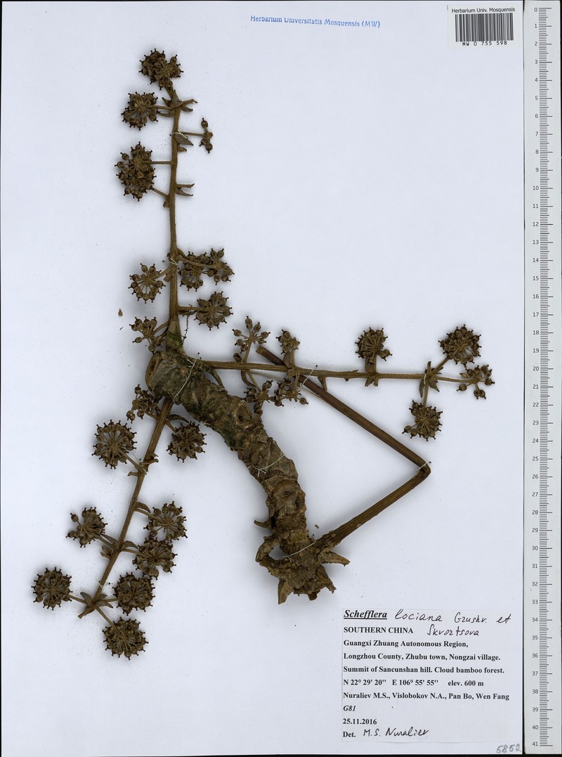 Heptapleurum locianum photo 3