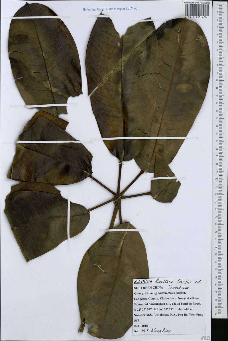 Heptapleurum locianum photo 4