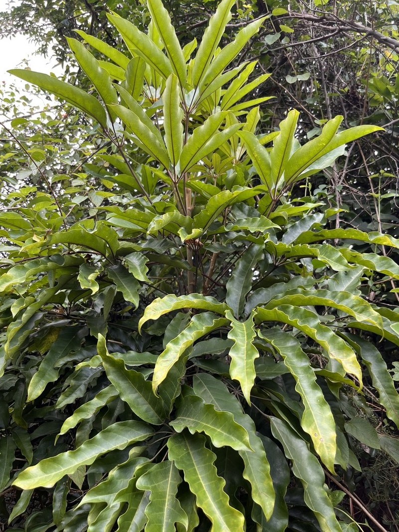 Heptapleurum minutistellatum