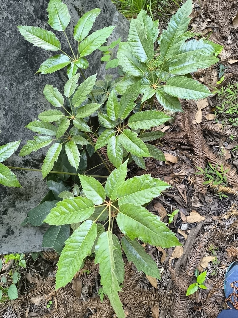 Heptapleurum minutistellatum photo 2