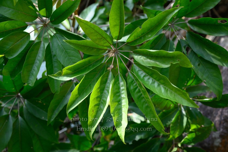 Heptapleurum minutistellatum photo 4