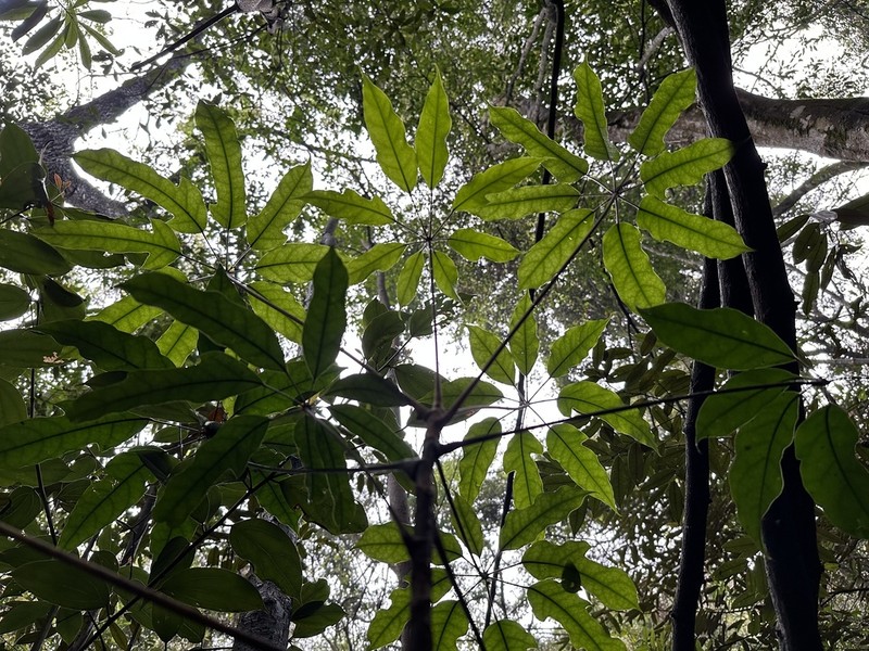 Heptapleurum minutistellatum photo 5