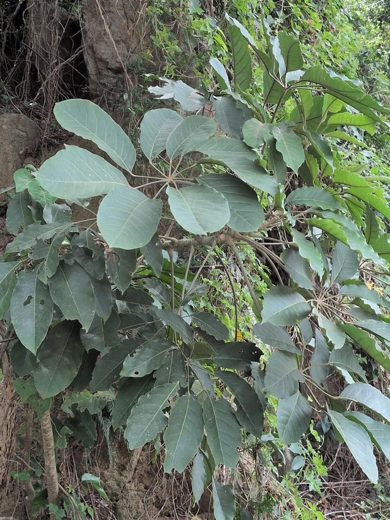 Heptapleurum minutistellatum photo 6