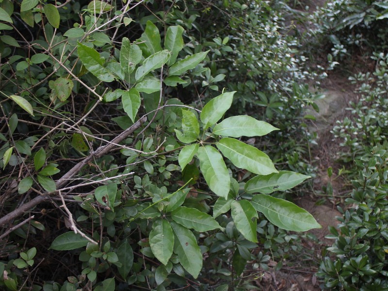 Heptapleurum minutistellatum photo 7