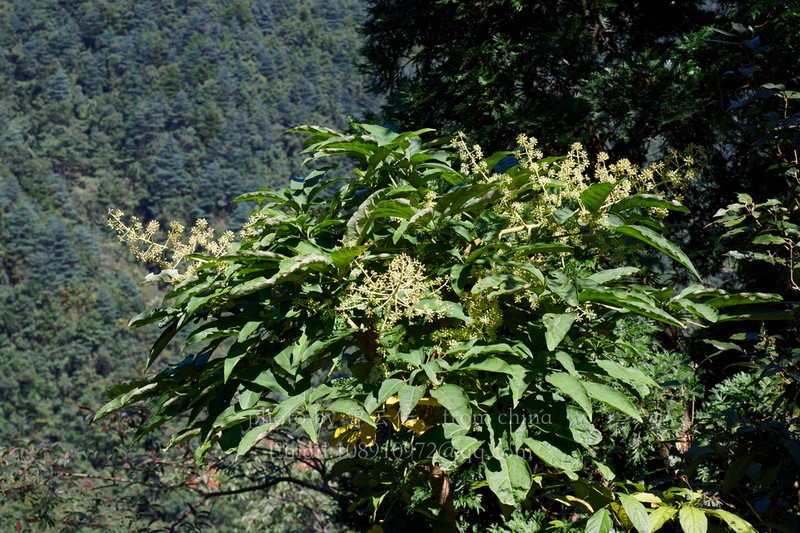 Heptapleurum minutistellatum photo 8