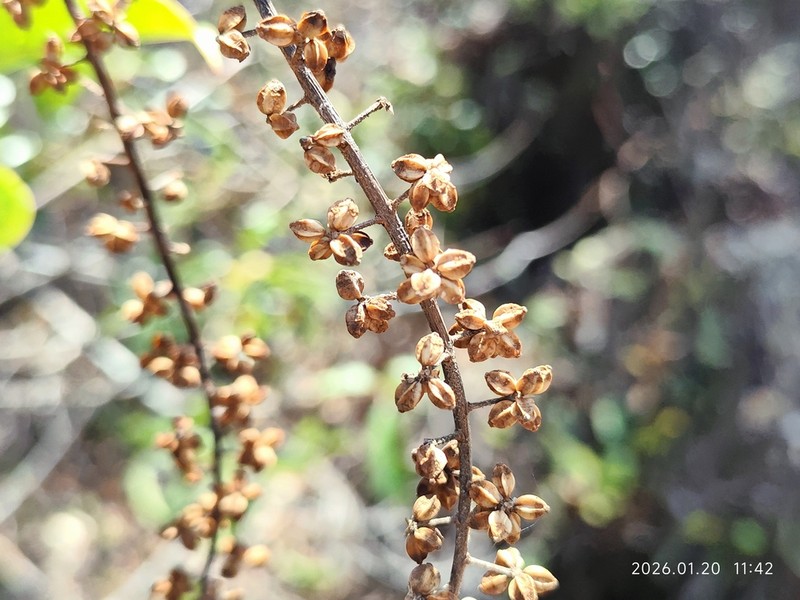 Heptapleurum pauciflorum