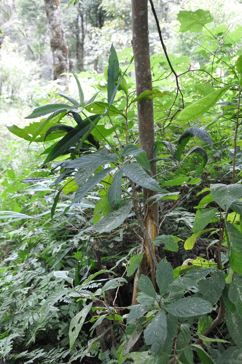 Heptapleurum pauciflorum photo 2