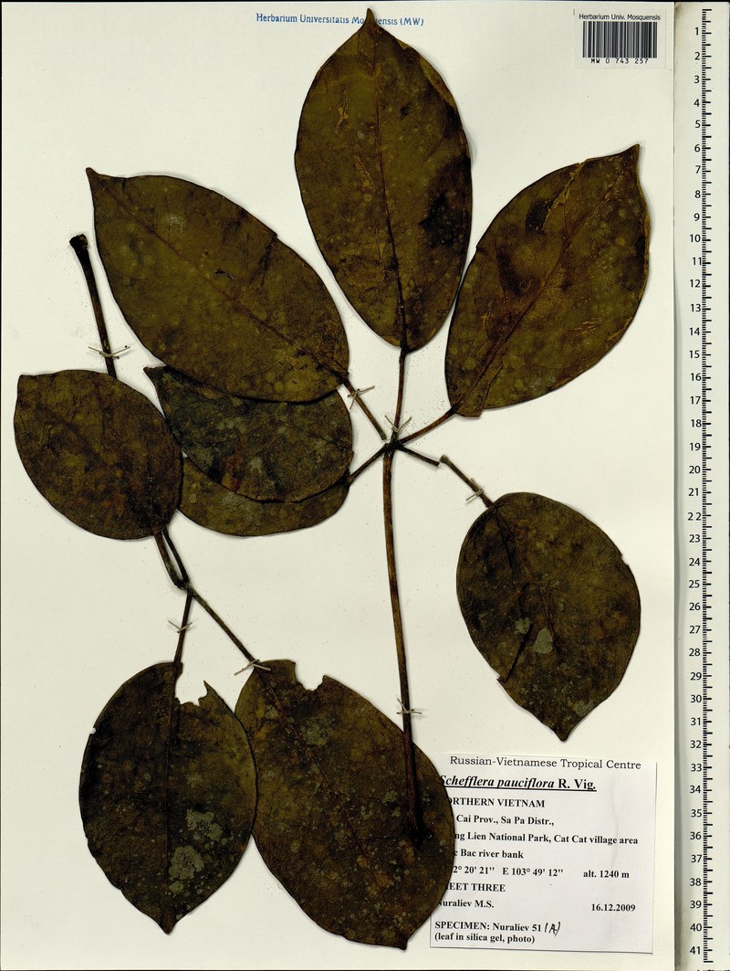 Heptapleurum pauciflorum photo 3
