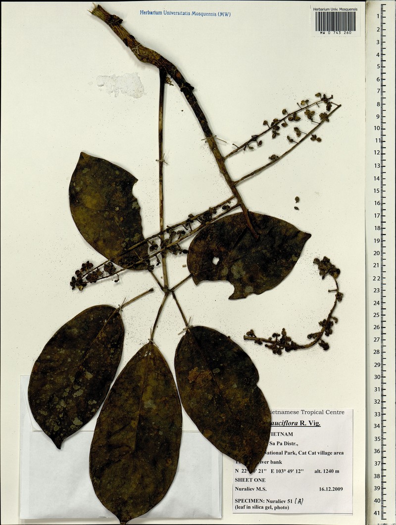 Heptapleurum pauciflorum photo 4