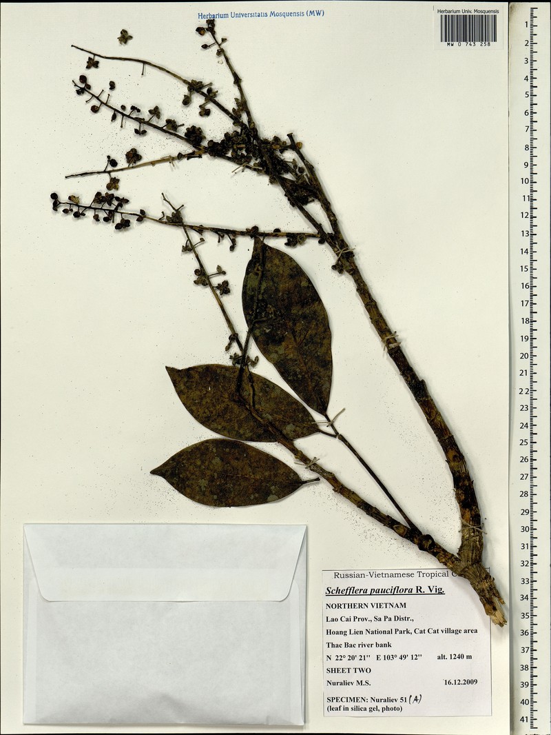 Heptapleurum pauciflorum photo 5