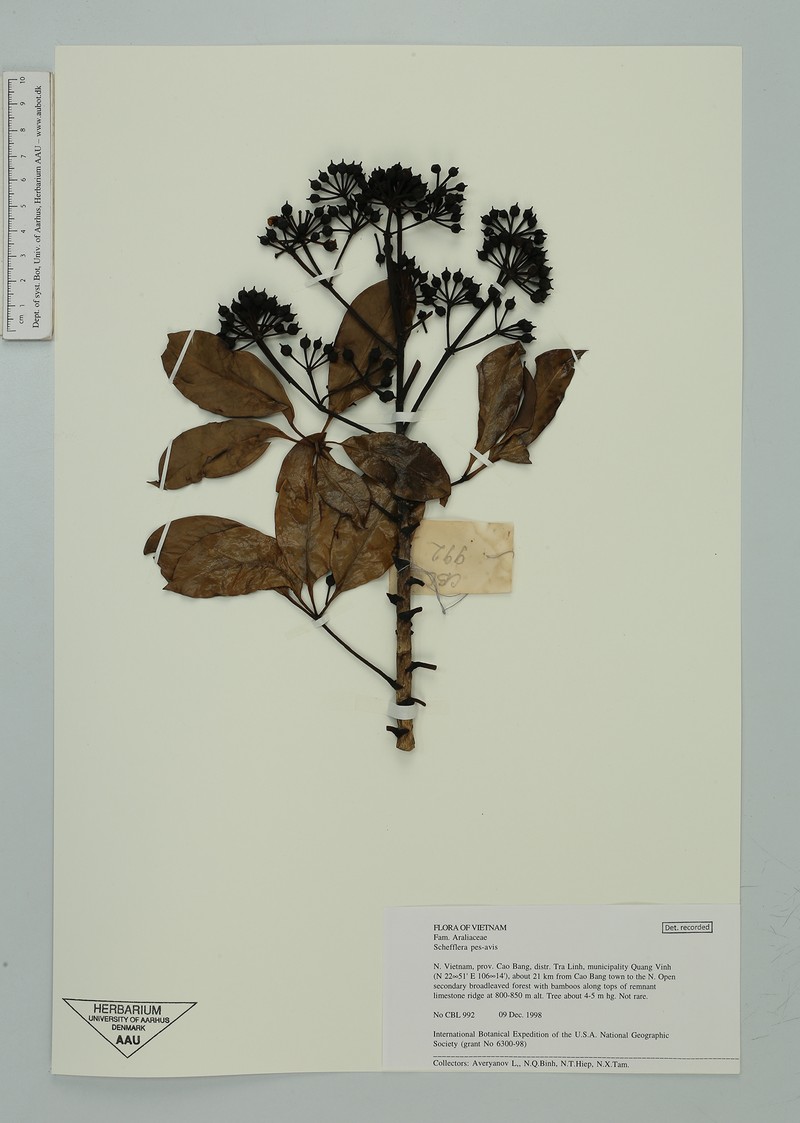 Heptapleurum pes-avis