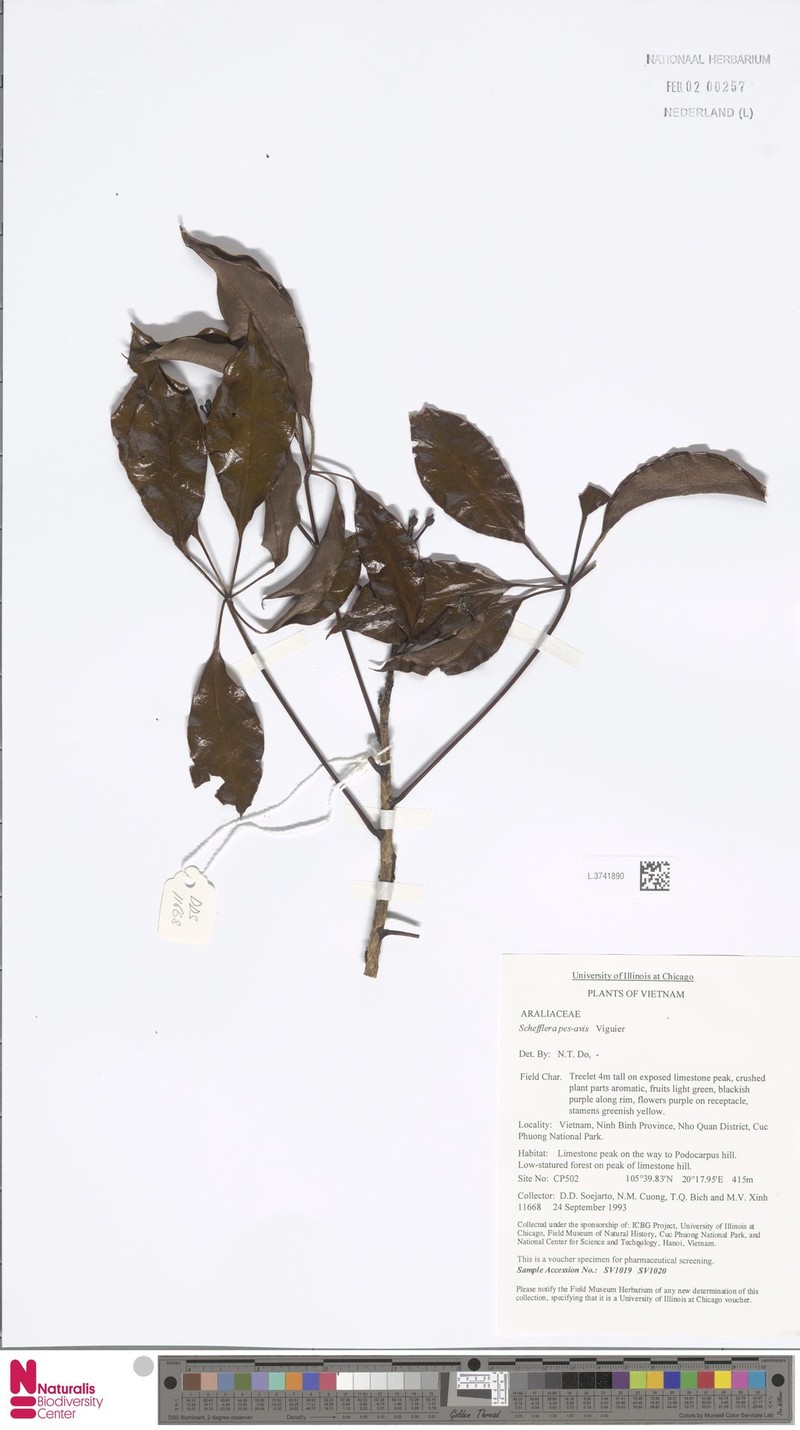 Heptapleurum pes-avis photo 2