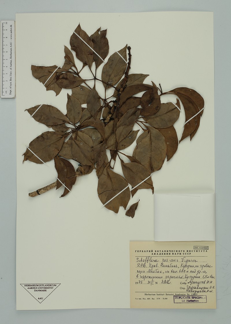 Heptapleurum pes-avis photo 3