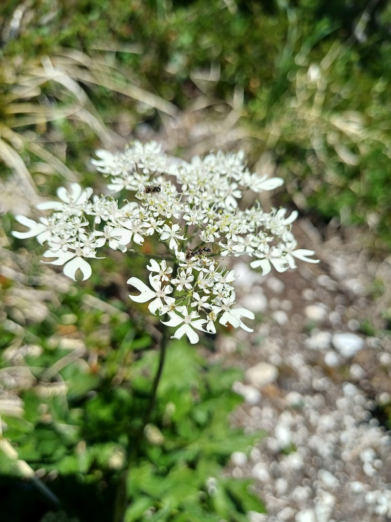 Heracleum austriacum subsp. austriacum
